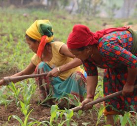 WASH and Livelihood Rukum (WALI)