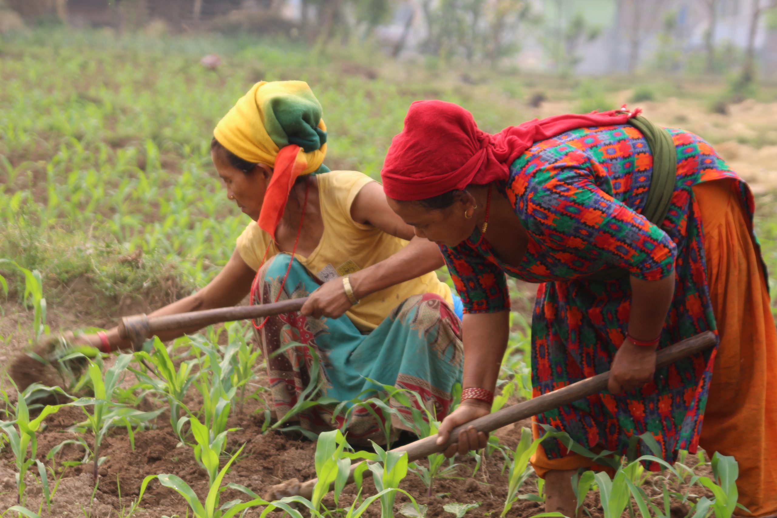 WASH and Livelihood Rukum (WALI)