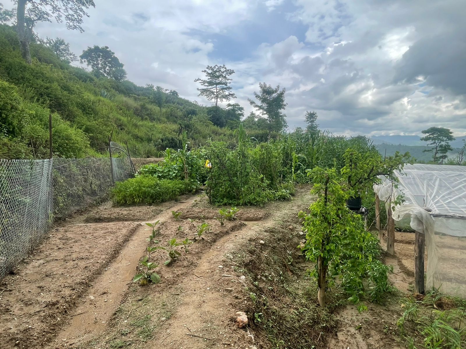 🌱 Growing Together: Progress at the One Health Model Farm